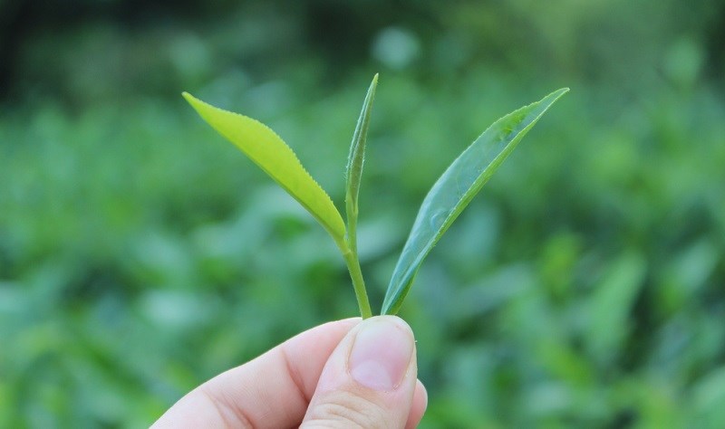 Tra-xanh-la-gi-cong-dung-va-luu-y-khi-su-dung-tra-xanh